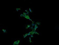 Invitrogen APC11 Monoclonal Antibody (OTI3F5) 100 &mu;L; Unconjugated:Antibodies,