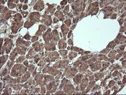 Invitrogen APC11 Monoclonal Antibody (OTI3F5) 100 &mu;L; Unconjugated:Antibodies,