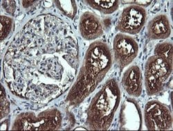 Invitrogen APC11 Monoclonal Antibody (OTI3F5) 100 &mu;L; Unconjugated:Antibodies,
