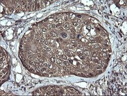 Invitrogen APC11 Monoclonal Antibody (OTI3F5) 100 &mu;L; Unconjugated:Antibodies,