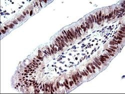 Invitrogen PMS2 Monoclonal Antibody (OTI2G5) 100 &mu;L; Unconjugated:Antibodies,