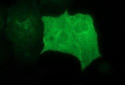 Invitrogen RAPGEF1 Monoclonal Antibody (OTI2F5) 100 &mu;L; Unconjugated:Antibodies,