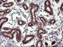 Invitrogen RAPGEF1 Monoclonal Antibody (OTI2F5) 100 &mu;L; Unconjugated:Antibodies,