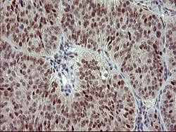 Invitrogen RAPGEF1 Monoclonal Antibody (OTI2F5) 100 &mu;L; Unconjugated:Antibodies,