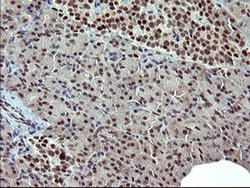 Invitrogen RAPGEF1 Monoclonal Antibody (OTI2F5) 100 &mu;L; Unconjugated:Antibodies,