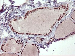 Invitrogen RAPGEF1 Monoclonal Antibody (OTI2F5) 100 &mu;L; Unconjugated:Antibodies,