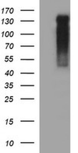 Invitrogen RAPGEF1 Monoclonal Antibody (OTI2F5) 100 &mu;L; Unconjugated:Antibodies,