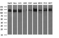 Invitrogen RAPGEF1 Monoclonal Antibody (OTI2F5) 100 &mu;L; Unconjugated:Antibodies,