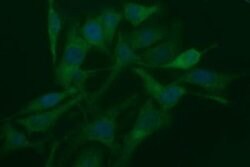 Invitrogen RAPGEF1 Monoclonal Antibody (OTI3H5) 100 &mu;L; Unconjugated:Antibodies,