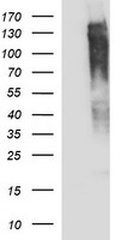 Invitrogen RAPGEF1 Monoclonal Antibody (OTI3H5) 100 &mu;L; Unconjugated:Antibodies,
