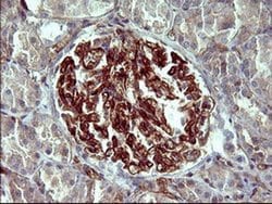 Invitrogen PPAP2A Monoclonal Antibody (OTI1H4) 100 &mu;L; Unconjugated:Antibodies,