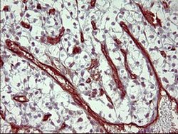 Invitrogen PPAP2A Monoclonal Antibody (OTI1H4) 100 &mu;L; Unconjugated:Antibodies,