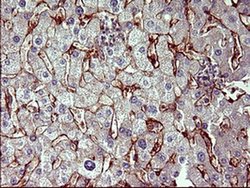 Invitrogen PPAP2A Monoclonal Antibody (OTI1H4) 100 &mu;L; Unconjugated:Antibodies,