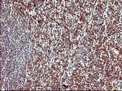 Invitrogen PPAP2A Monoclonal Antibody (OTI1H4) 100 &mu;L; Unconjugated:Antibodies,