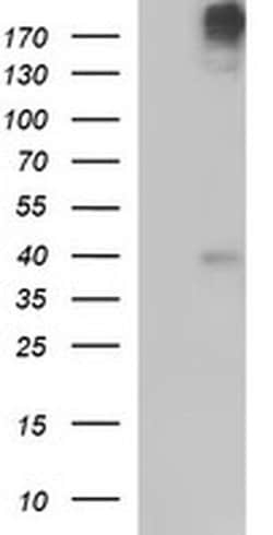 Invitrogen PLB1 Monoclonal Antibody (OTI1D3) 100 &mu;L; Unconjugated:Antibodies,