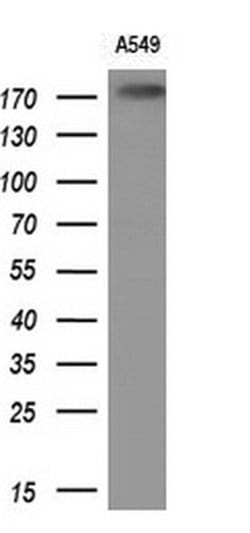 Invitrogen PLB1 Monoclonal Antibody (OTI1D3) 100 &mu;L; Unconjugated:Antibodies,