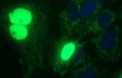 Invitrogen POLR3GL Monoclonal Antibody (OTI5E8) 100 &mu;L; Unconjugated:Antibodies,