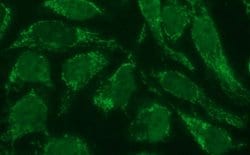 Invitrogen POLR3GL Monoclonal Antibody (OTI5E8) 100 &mu;L; Unconjugated:Antibodies,