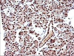 Invitrogen POLR3GL Monoclonal Antibody (OTI5E8) 100 &mu;L; Unconjugated:Antibodies,