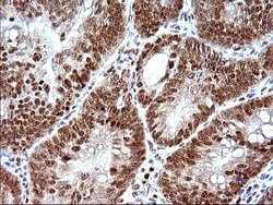 Invitrogen POLR3GL Monoclonal Antibody (OTI5E8) 100 &mu;L; Unconjugated:Antibodies,
