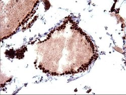 Invitrogen POLR3GL Monoclonal Antibody (OTI5E8) 100 &mu;L; Unconjugated:Antibodies,