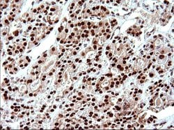 Invitrogen POLR3GL Monoclonal Antibody (OTI5E8) 100 &mu;L; Unconjugated:Antibodies,