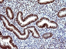 Invitrogen POLR3GL Monoclonal Antibody (OTI5E8) 100 &mu;L; Unconjugated:Antibodies,