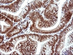 Invitrogen POLR3GL Monoclonal Antibody (OTI5E8) 100 &mu;L; Unconjugated:Antibodies,
