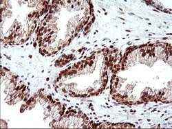Invitrogen POLR3GL Monoclonal Antibody (OTI5E8) 100 &mu;L; Unconjugated:Antibodies,