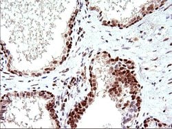 Invitrogen POLR3GL Monoclonal Antibody (OTI5E8) 100 &mu;L; Unconjugated:Antibodies,