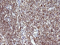 Invitrogen POLR3GL Monoclonal Antibody (OTI5E8) 100 &mu;L; Unconjugated:Antibodies,