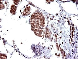 Invitrogen POLR3GL Monoclonal Antibody (OTI5E8) 100 &mu;L; Unconjugated:Antibodies,