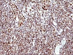 Invitrogen POLR3GL Monoclonal Antibody (OTI5E8) 100 &mu;L; Unconjugated:Antibodies,