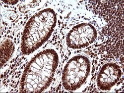 Invitrogen POLR3GL Monoclonal Antibody (OTI5E8) 100 &mu;L; Unconjugated:Antibodies,