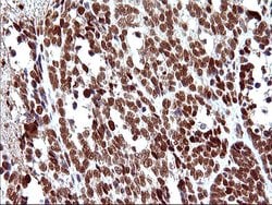 Invitrogen POLR3GL Monoclonal Antibody (OTI5E8) 100 &mu;L; Unconjugated:Antibodies,