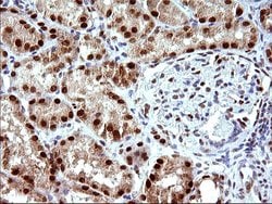 Invitrogen POLR3GL Monoclonal Antibody (OTI5E8) 100 &mu;L; Unconjugated:Antibodies,