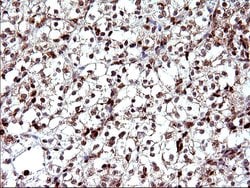 Invitrogen POLR3GL Monoclonal Antibody (OTI5E8) 100 &mu;L; Unconjugated:Antibodies,