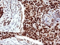 Invitrogen POLR3GL Monoclonal Antibody (OTI5E8) 100 &mu;L; Unconjugated:Antibodies,