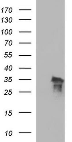 Invitrogen POLR3GL Monoclonal Antibody (OTI5E8) 100 &mu;L; Unconjugated:Antibodies,