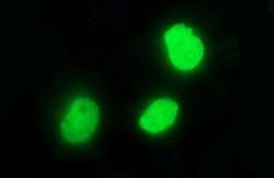 Invitrogen POLR3GL Monoclonal Antibody (OTI5F9) 100 &mu;L; Unconjugated:Antibodies,
