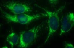 Invitrogen POLR3GL Monoclonal Antibody (OTI5F9) 100 &mu;L; Unconjugated:Antibodies,