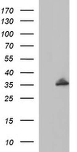 Invitrogen POLR3GL Monoclonal Antibody (OTI5F9) 100 &mu;L; Unconjugated:Antibodies,