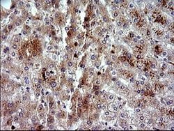 Invitrogen HRASLS3 Monoclonal Antibody (OTI1A5) 100 &mu;L; Unconjugated:Antibodies,