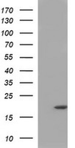 Invitrogen HRASLS3 Monoclonal Antibody (OTI1A5) 100 &mu;L; Unconjugated:Antibodies,