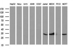 Invitrogen TMX Monoclonal Antibody (OTI1C1) 100 &mu;L; Unconjugated:Antibodies,