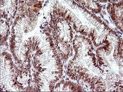 Invitrogen Necdin Monoclonal Antibody (OTI5D1) 100 &mu;L; Unconjugated:Antibodies,