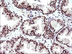 Invitrogen Necdin Monoclonal Antibody (OTI5D1) 100 &mu;L; Unconjugated:Antibodies,