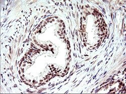 Invitrogen Necdin Monoclonal Antibody (OTI5D1) 100 &mu;L; Unconjugated:Antibodies,