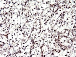 Invitrogen Necdin Monoclonal Antibody (OTI5D1) 100 &mu;L; Unconjugated:Antibodies,