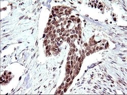 Invitrogen Necdin Monoclonal Antibody (OTI5D1) 100 &mu;L; Unconjugated:Antibodies,